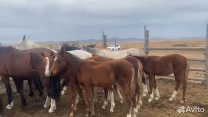 Лошадь жеребец