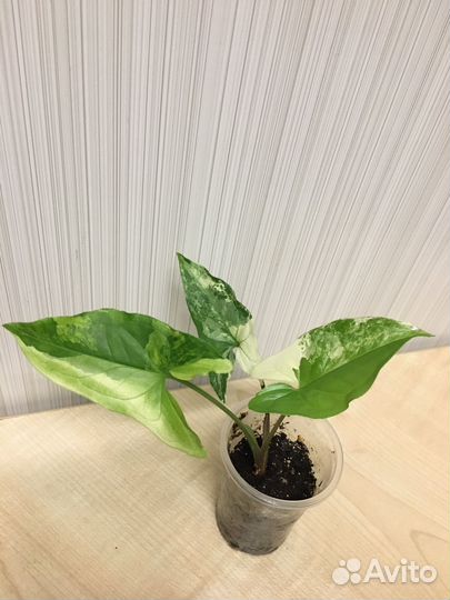 Сингониум imperial white