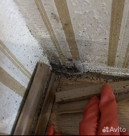 Уничтожение клещей тараканов клопов плесени