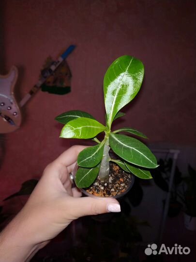 Разбирaйте налетaйтe.комнатные растения