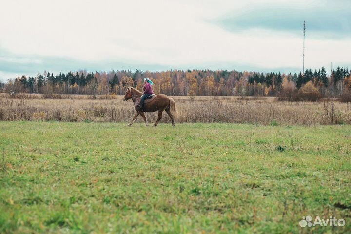 Кобыла советский тяжеловоз