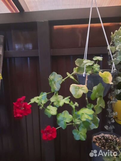 Домашние цветы, пеларгонии плющелистные