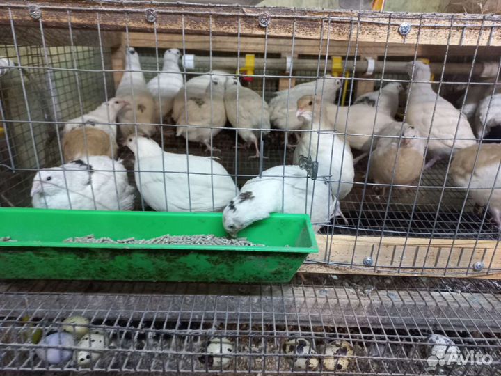 Перепела инкубационное яйцо,перепелята