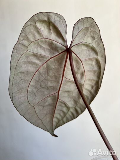 Антуриум Kos x zara mihel