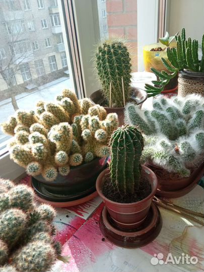 Кактусы коллекция