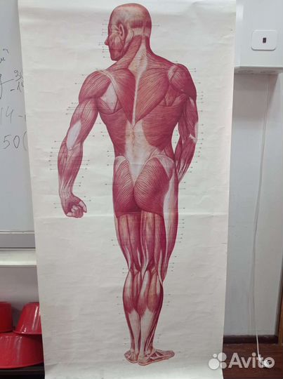 Массажист на выезд