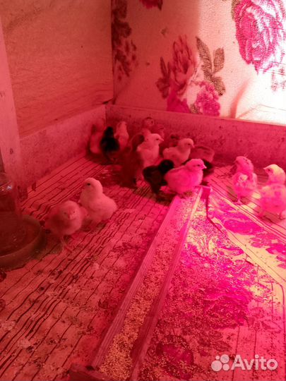 Молодняк птицы