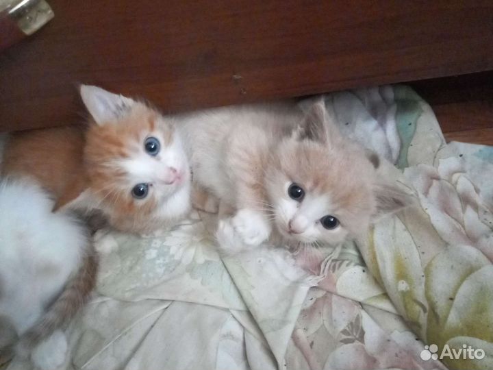 Девочка и мальчик 1 мес. В дар