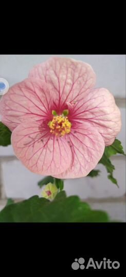 Абутилон комнатный клён, цветущий