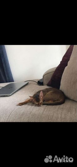 Абиссинский котик