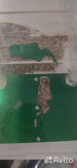 Формикарий Лукоморье