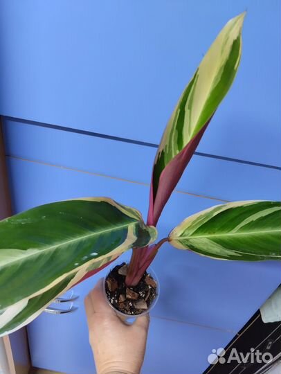 Строманта триколор