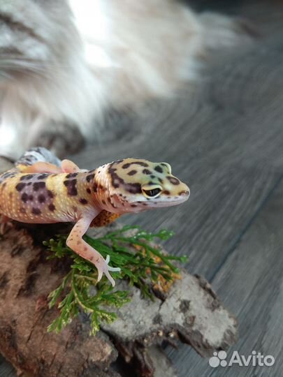 Малыши ящерята эублефар