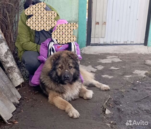 Вязка кавказская овчарка