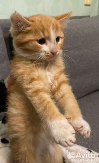 Котенок Чудо старается