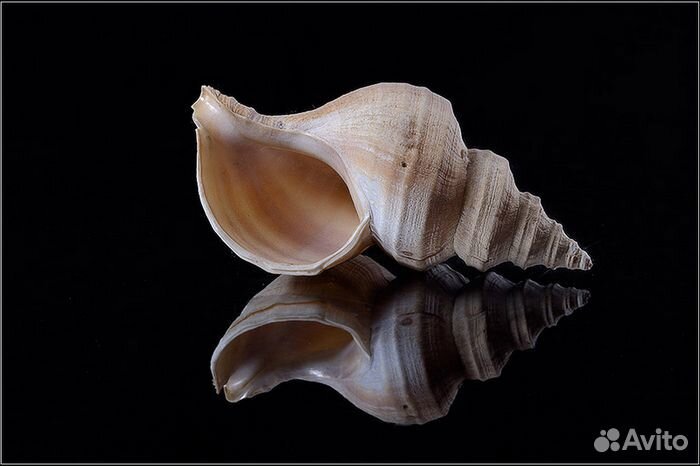 Предметная, подводная, интерьерная фотовидеосъёмка