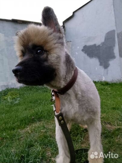 Щенок Кеесхонда Вольфшпиц 7месяцев