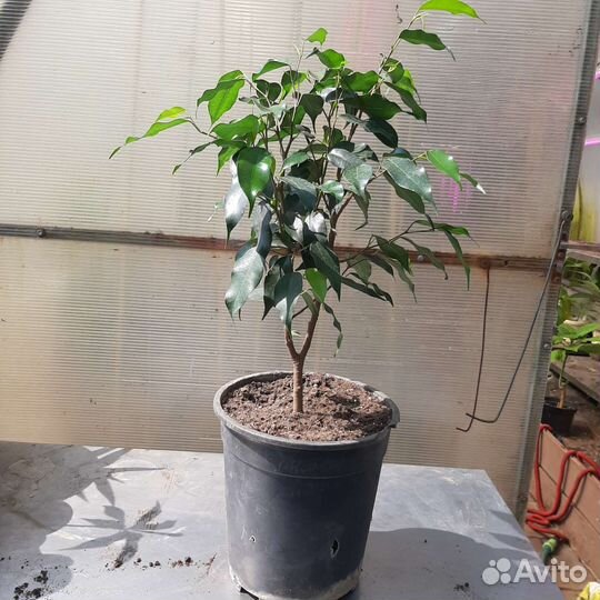 Фикус Бенджамина