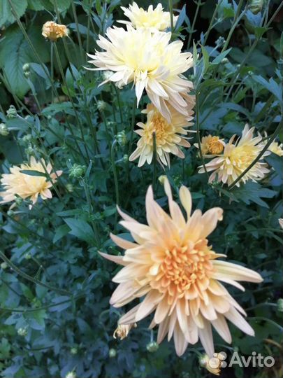 Хризантема корейская