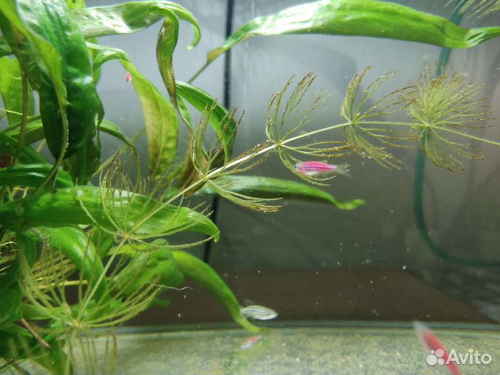 Аквариумные рыбки данио