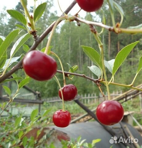 Продаю саженцы плодово-ягодных культур