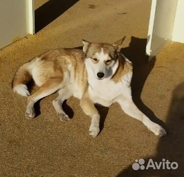 Сибирский хаски