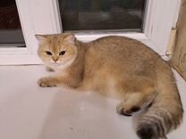 Молодые кошки золотая британская шиншилла