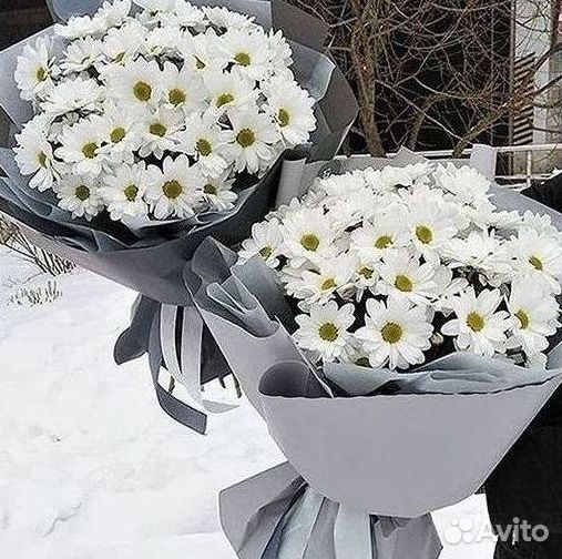 Хризантема