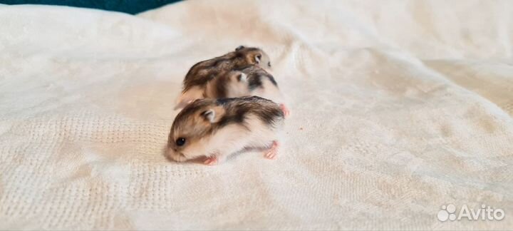 Джунгарский хомяк в добрые руки