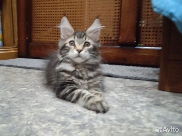 Котик Мейн-кун