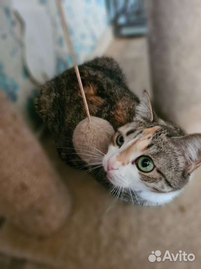 Кошка совершенство