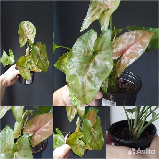 Разные комнатные цветы