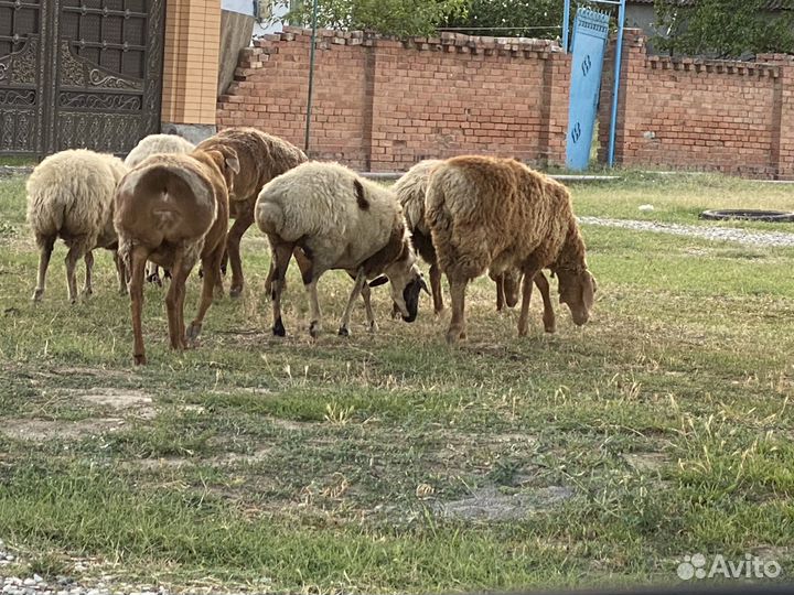 Овцы бараны