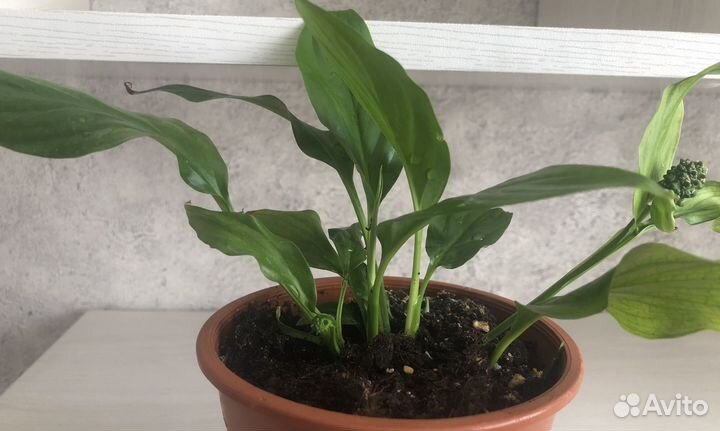 Спатифиллум Шопен