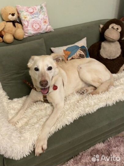 Белая собака метис лабрадора в добрые руки