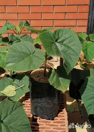 Павловния Shan Tong, зкс, можно высаживать и летом