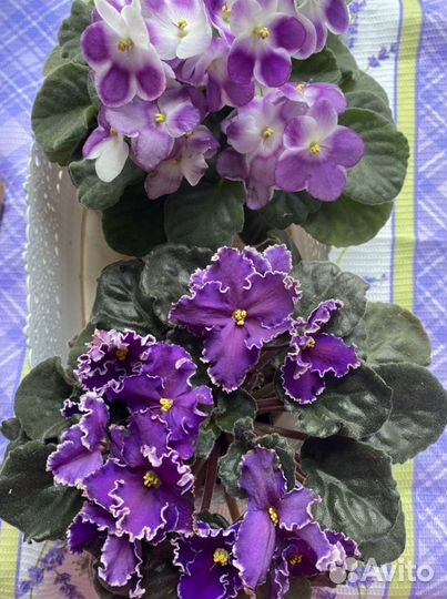 Фиалки, укорененные детки, листики в наличии