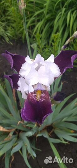 Продам ирисы