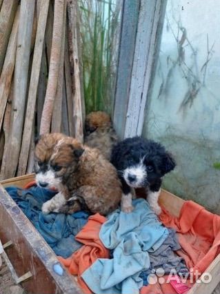 Щенки в добрые руки