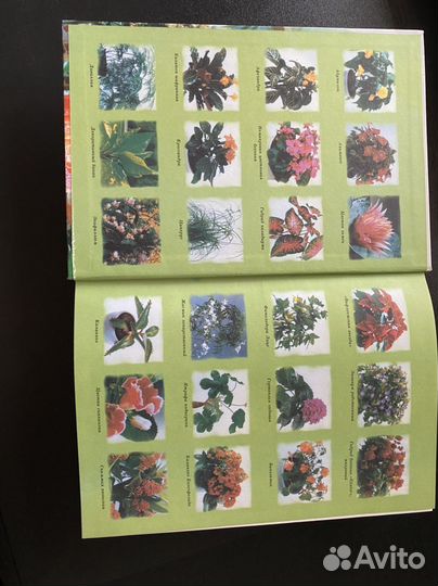 Энциклопедия комнатных растений С.Л.Быховец