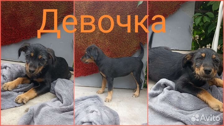 Спасённые щенки в добрые руки