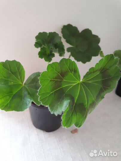 Герань пеларгония