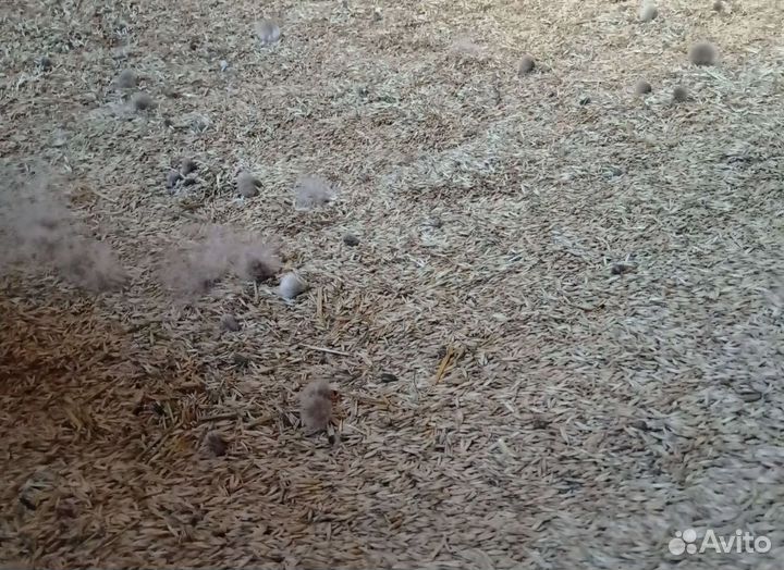 Просо, Просо на корм