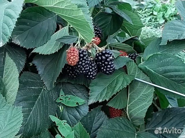 Саженцы ежевики