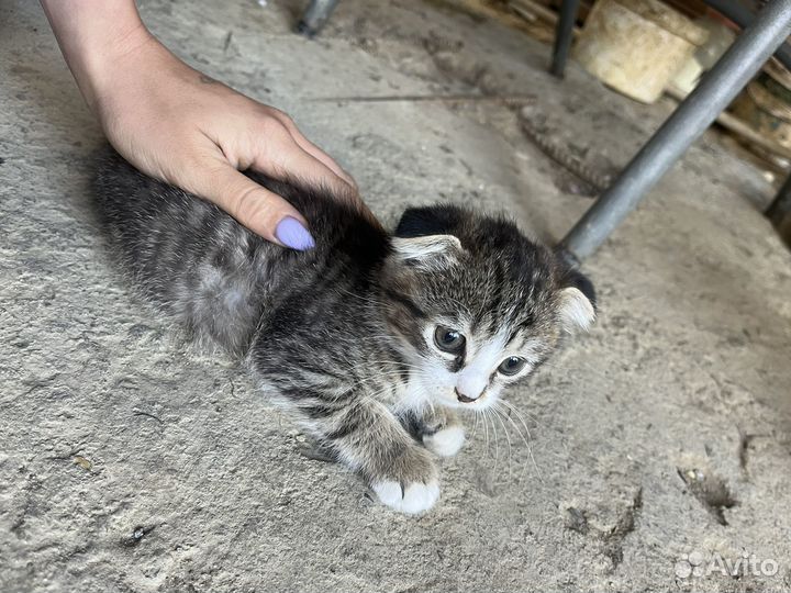 Вислоухая кошка бесплатно