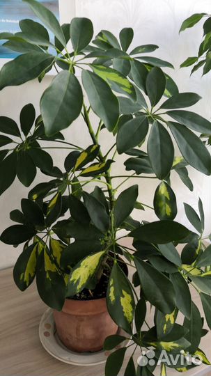 Шеффлера 55см