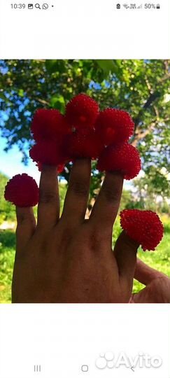 Тибетская малина саженцы