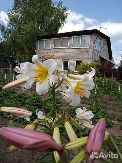 Лилии луковицы