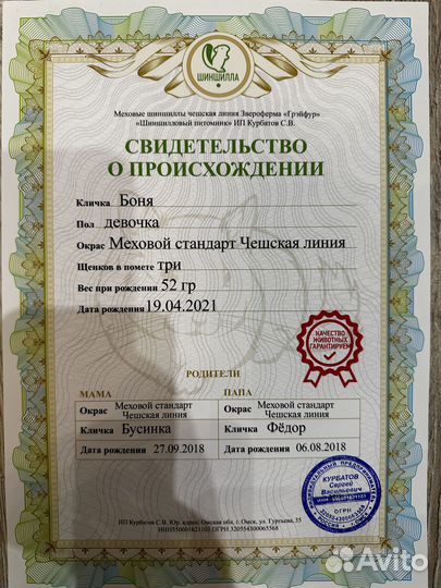 Шиншилла девочка с Родословной