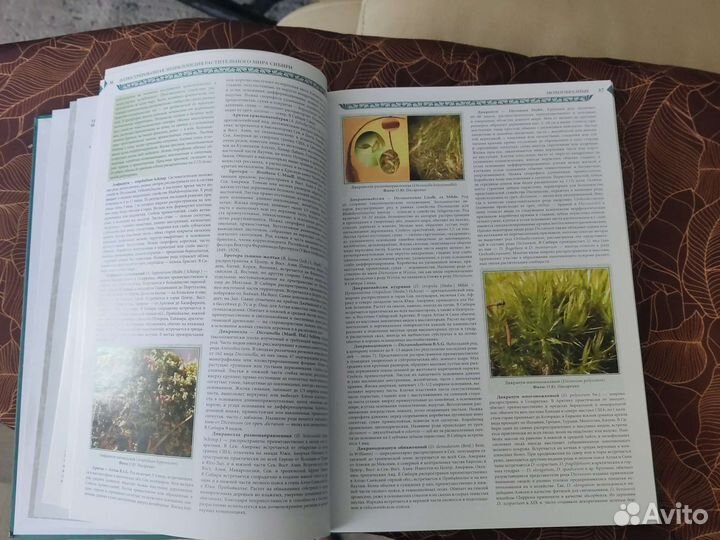 Энциклопедия растительного мира сибири